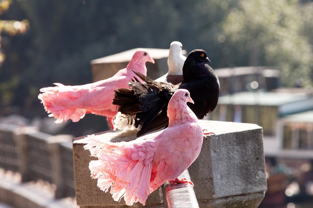 为球队带来 为球队带来