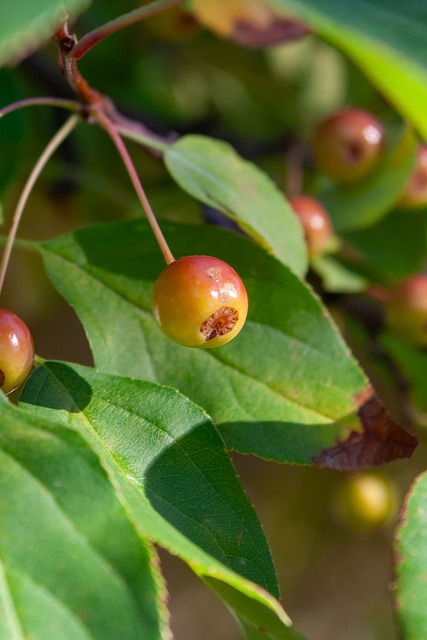 神正是Si 神正是Si