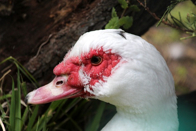 结果预测 结果预测